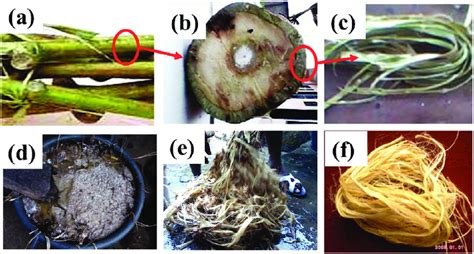  Okra-Fasern: Innovative Biofaser für die Textilindustrie der Zukunft?!